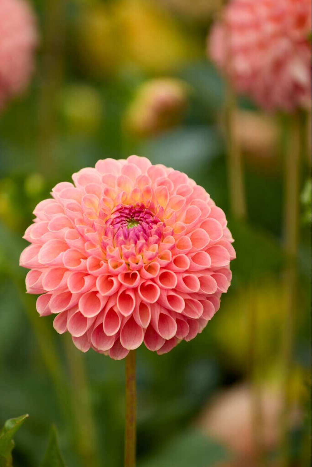 Dahlia 'Jowey Nicky'